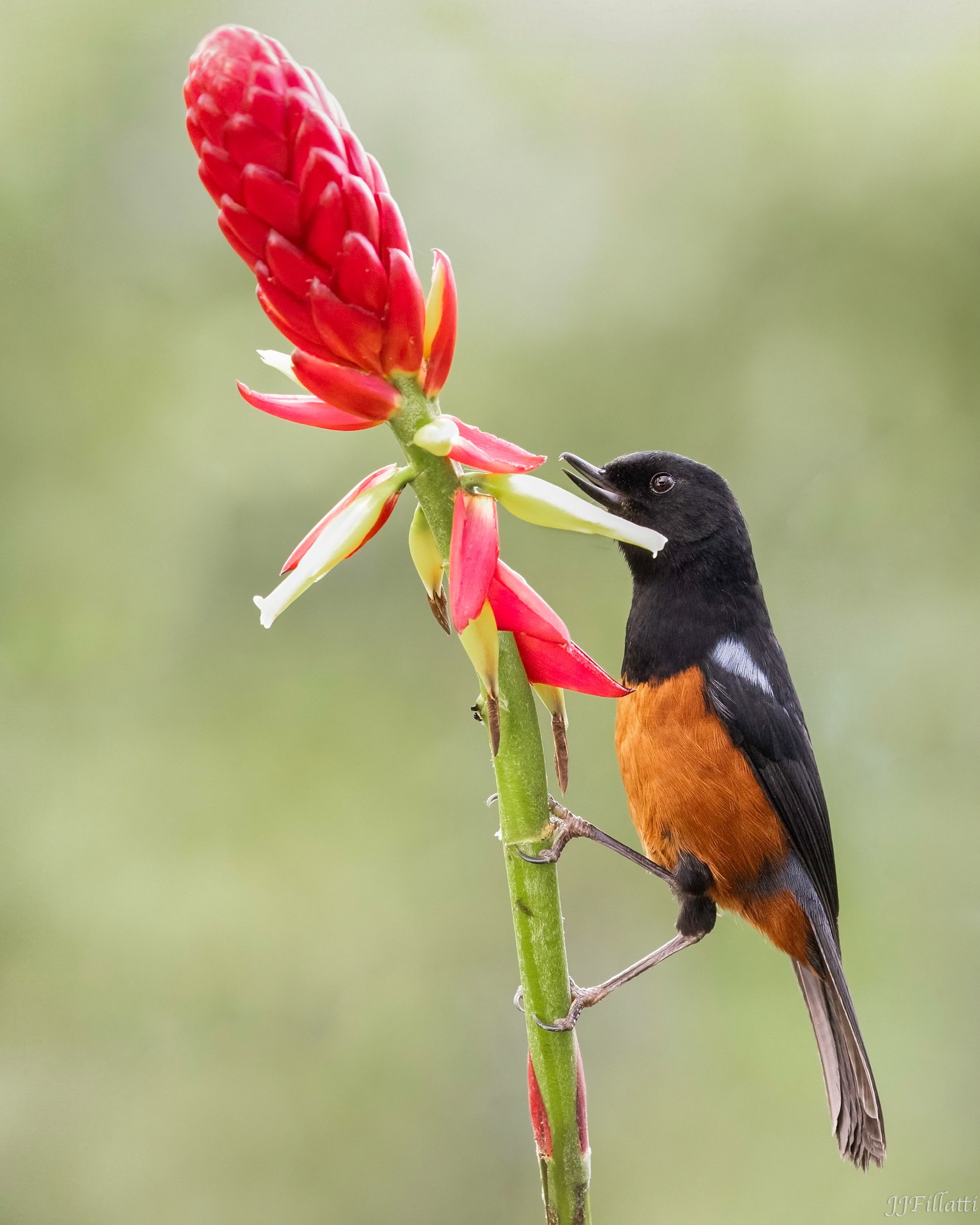 bird of colombia image 11